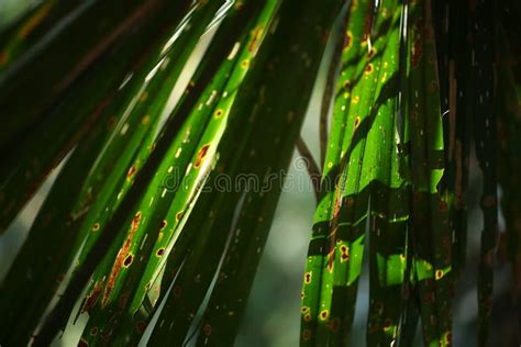 Low Key Leaf Stock Image Image Of Plants Selective 73753819