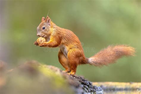 Red Squirrel Eating Nut In The Forest Stock Image Image Of Level