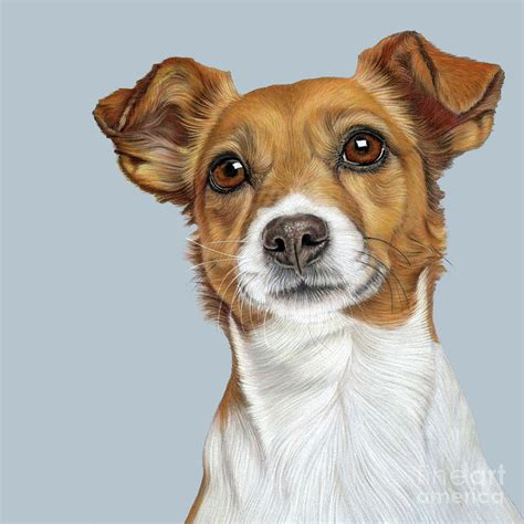 Jack Russell Terrier Drawing By Donna Mulley Fine Art America