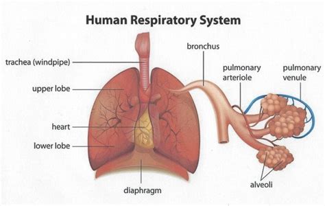 Normal Respiratory Function | Healthcare to Homecare