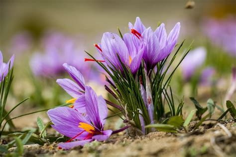 Premium Photo Saffron Crocus Flowers On Ground Delicate Purple Plant