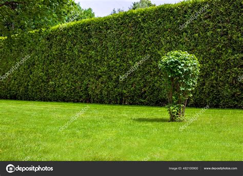 High Hedge Evergreen Thuja Front Green Lawn Deciduous Bush Landscape ...