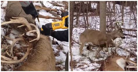 Police Taser Deer Saw Off Its Antler To Save Its Life In Incredible