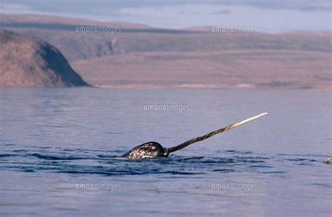 080713 | NARWHAL, (Monodon monoceros) SURFACING, BAFFIN ISLA… | Flickr
