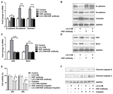 A Real Time Pcr And B Western Blot Analysis Of E Cadherin Download Scientific Diagram