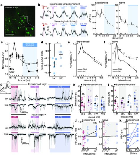 Excitatory And Inhibitory Tuning And Synaptic Responses Are Altered Download Scientific