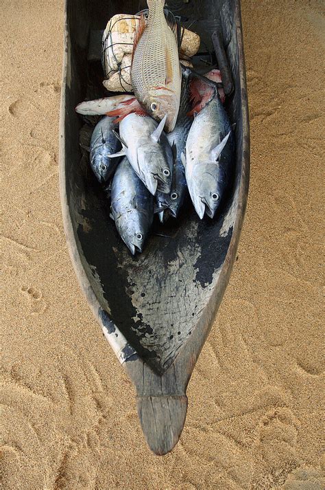 Bow Of Old Dugout Canoe Pirogue Filled License Image 70190803