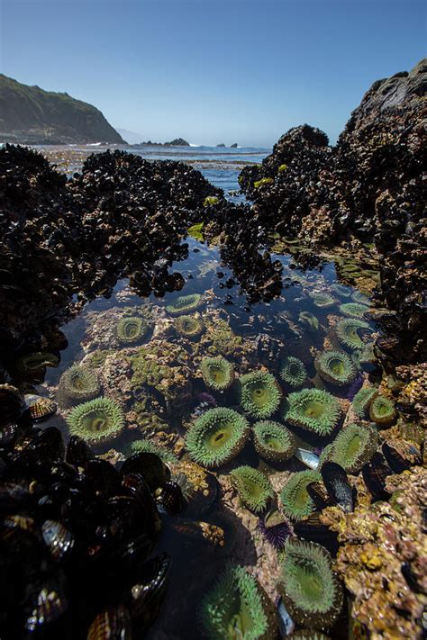 View Of Sea Anemones In Tide Pool Photograph By Woods Wheatcroft Fine