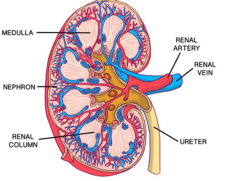 Excretion In Human Beings And Its Parts