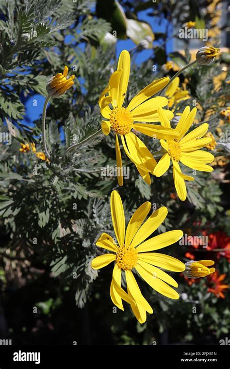 Euryops Pectinatus Grey Leaved Euryops Bright Yellow Daisy Like Flower Above Fern Like Leaves