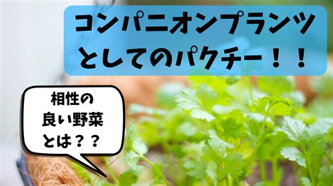 パクチーがコンパニオンプランツとして優秀な件｜相性の良い野菜は？ 農業屋