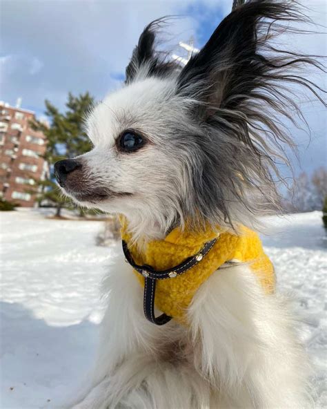 All Papillon Coat Colors and Markings Explained (With Pictures!)