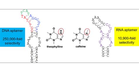 A Dna Aptamer For Theophylline With Ultrahigh Selectivity Reminiscent