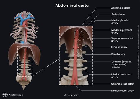 Lumbar Arteries From Abdominal Aorta