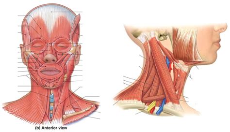 Muscles Of Head And Neck Diagram Quizlet