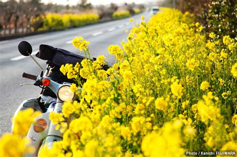 房総フラワーライン（千葉県） 日本の絶景100選 バイクブロス