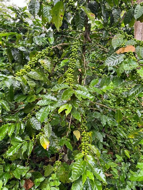 What Makes Coffee “Specialty”? / Jim’s Organic Coffee – Jim's Organic ...