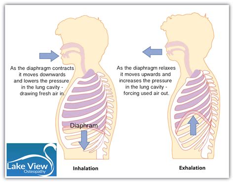 Is your way of breathing causing your neck pain? - Lake View Osteopathy