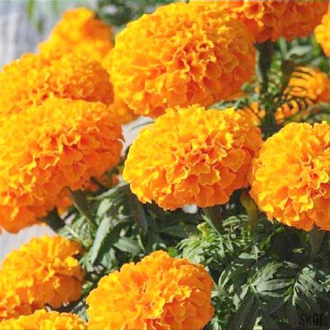 Buy Marigold Inca Orange Hybrid Seeds Bright Orange Flowers