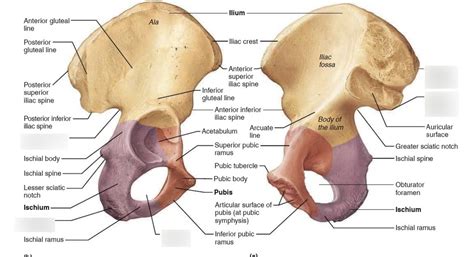 Bones Of The Pelvic Girdle Lateral View Diagram Quizlet