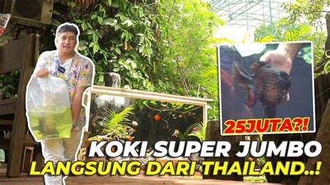 KOKI SUPER JUMBO INI LANGSUNG DARI SHOGUN FARM THAILAND LANGKA BANGET