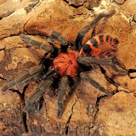 Sub Adult Tiger Rump Tarantula Davus Pentaloris Bug Pets Ltd