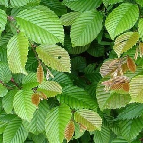 Charme Commun Carpinus Betulus Charmille Arbre Caduc Forestier