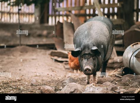 Household A Large Black Pig In Farm Livestock. Pig Farming Stock Photo ...