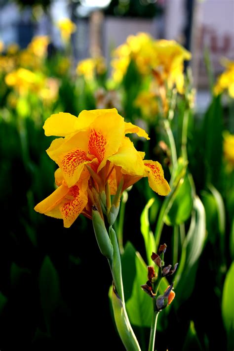 Canna Yellow King Humbert Manustawee Namrose Flickr