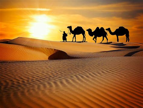 HD Wallpaper Person Walking With Three Camels On Desert Field During