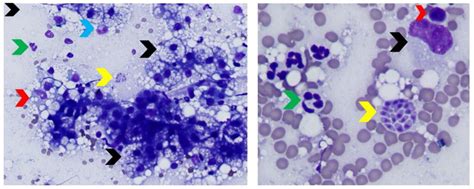 Color Atlas Of Canine And Feline Liver Cytology MSPCA Angell