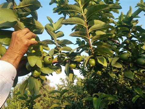 Growing Guava Planting And Harvesting Caring Guide Plants Spark Joy