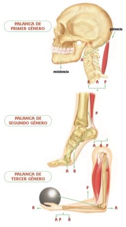 Anatomía Humana Las palancas del cuerpo humano Clasificación y