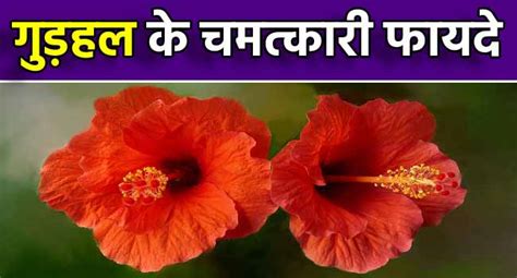 गुड़हल के फायदे उपयोग और नुकसान Hibiscus In Hindi Meaning