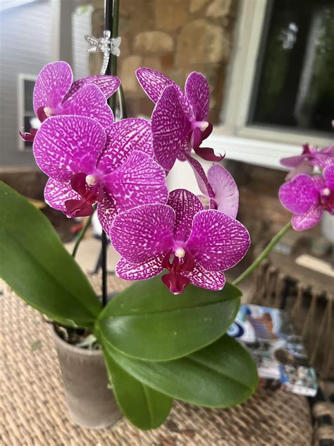 Why do you love orchids? : r/orchids