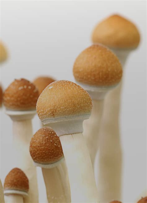 Psilocybe Cubensis in Chicago Heights, Illinois