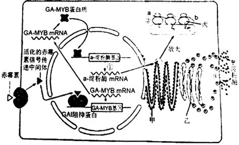 题目 图1表示某绿色植物叶肉细胞中进行的两个相关的生理过程其中abc表示物质甲和乙分别表示某种细胞器图2表示在不同温度下测定该