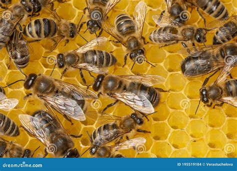 Big Drone Bees Male Honey Bee Stock Photo Image Of Farm Male 195519184