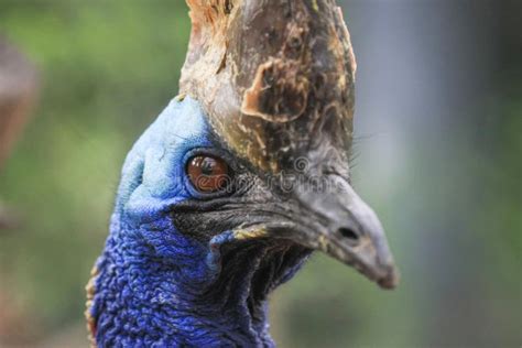 Cassowary Stock Photo Image Of Animal Cassowary Blue 69901008