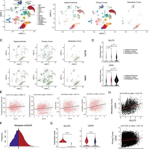 Single Cell Sequencing Data Clusters With Cell Type Annotation A Download Scientific Diagram