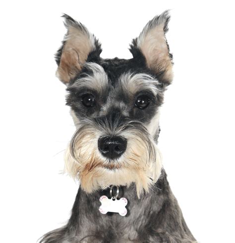 Toy Schnauzer Rescue | Wow Blog