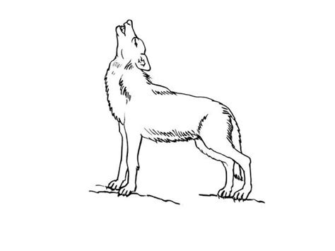 Coloriage Louveteau Coloriage Loup Gris Maternelle Dessin Loup The