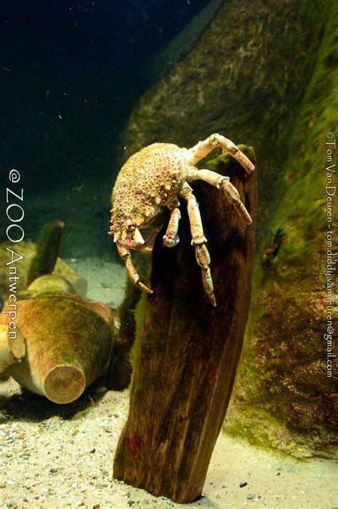 Grote Spinkrab Maja Brachydactyla European Spider Crab Flickr