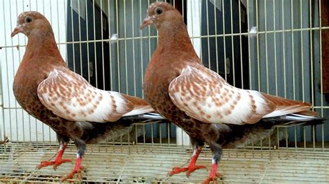 High Flying Pigeon Breeds And Pigeon Breeding Loft High Flying Pigeons