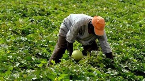 AfDB Champions For More Investments In Africas Agriculture Sector To