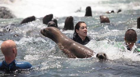 Experience Palomino Islands Swimming With Sea Lions From Lima Klook