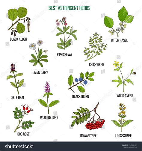 Best Astridgent Herbs Hand Drawn Vector Stock Vector Royalty Free