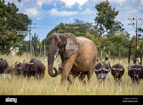 Big five animals hi-res stock photography and images - Alamy