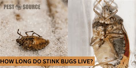 Stink bug - Pest Source