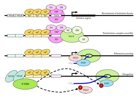 Early Rounds Of Hiv Transcription At The Hiv Ltr Tata Binding Protein